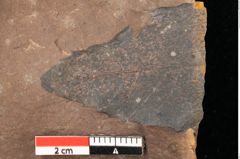 Foto (Detailsansicht) von Quercus palaeoilex Ettingshausen (NHMW-GEO-2024-0188-0962)